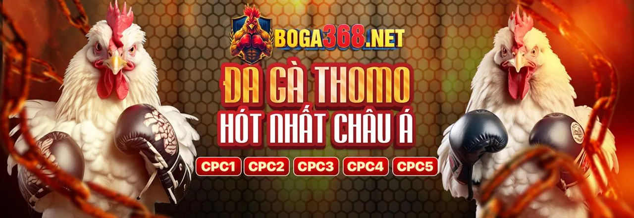Xem đá gà Thomo trực tiếp và đặt cược