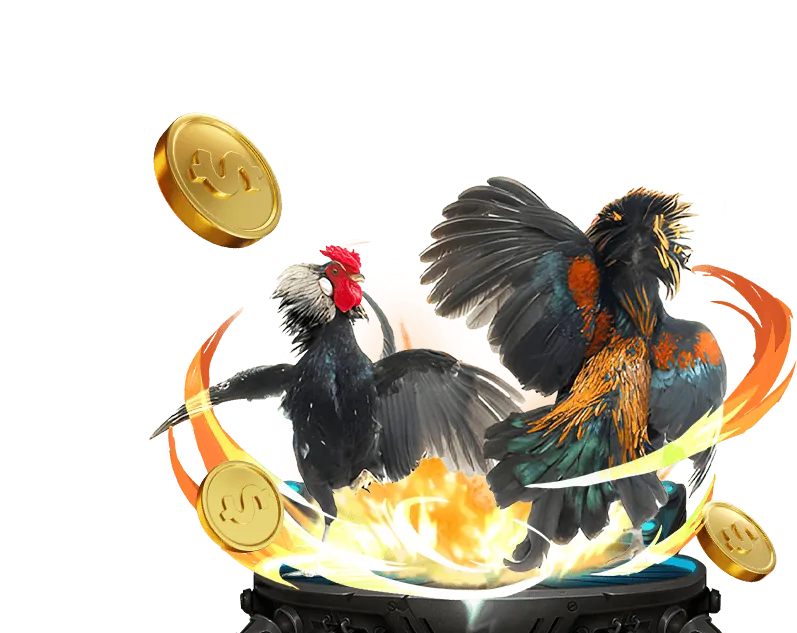 Khoảnh khắc chiến thắng của gà đá Thomo